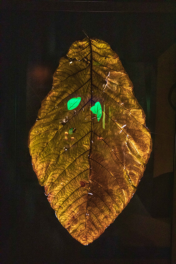 Uma imensa folha estreita em cima e embaixo e mais arredondada no centro, em tom castanho amarelado, semelhante ao dourado, com filamentos.